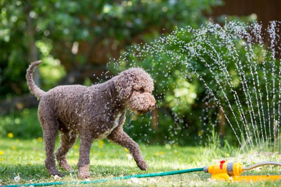 Outdoor Activities to Keep Your Dog Healthy