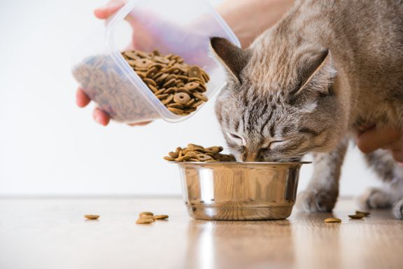 Common Mistakes to Avoid When Feeding Your Cat