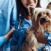 Liver Disease in Dogs: Signs, Causes, and Treatment