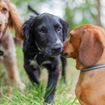 Kennel Cough in Dogs: Symptoms, Causes, Treatment, and Prevention